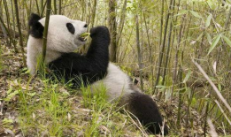 熊猫吃竹子视频